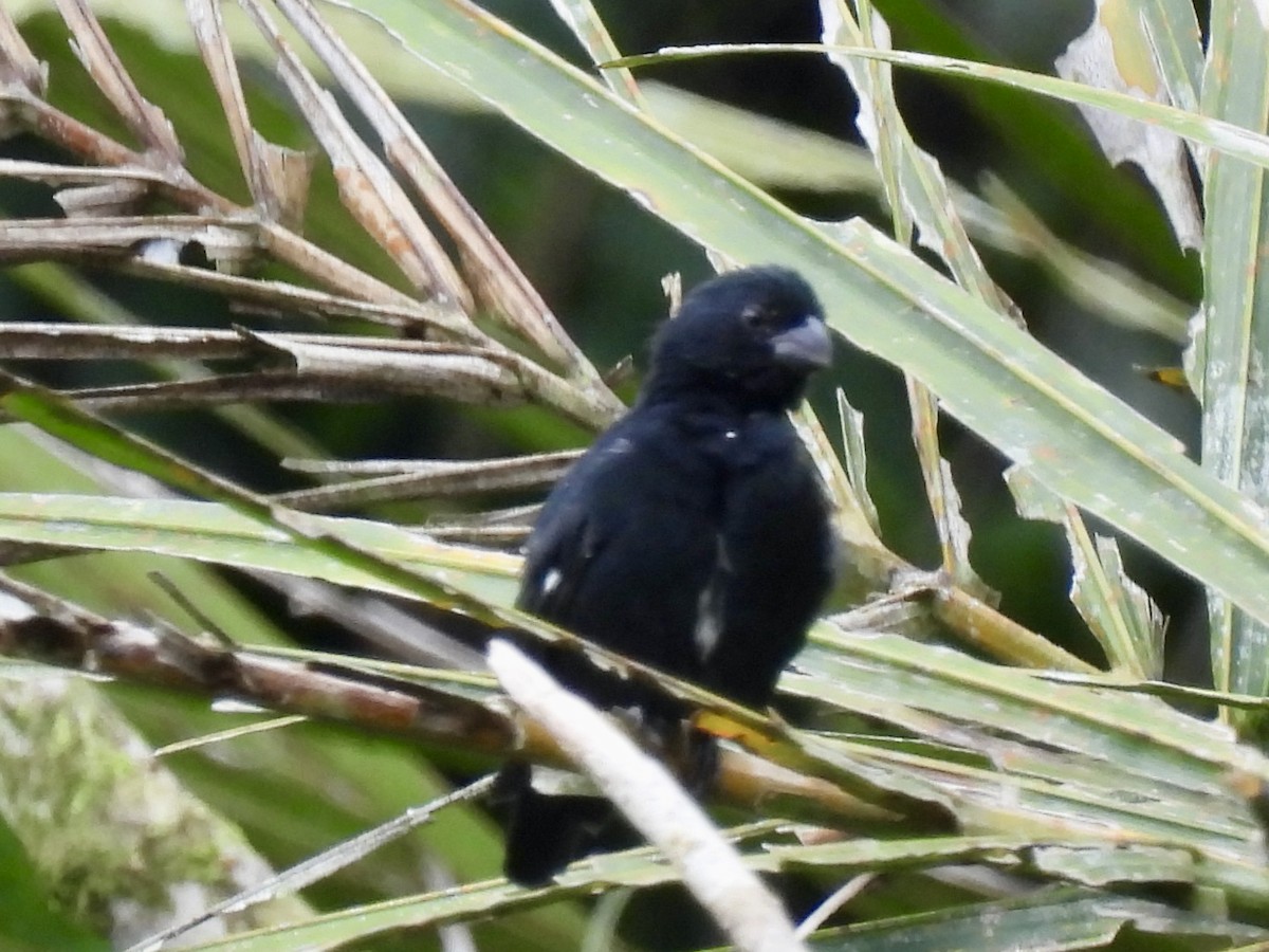Variable Seedeater - ML645107643