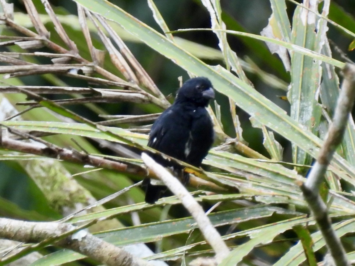 Variable Seedeater - ML645107644