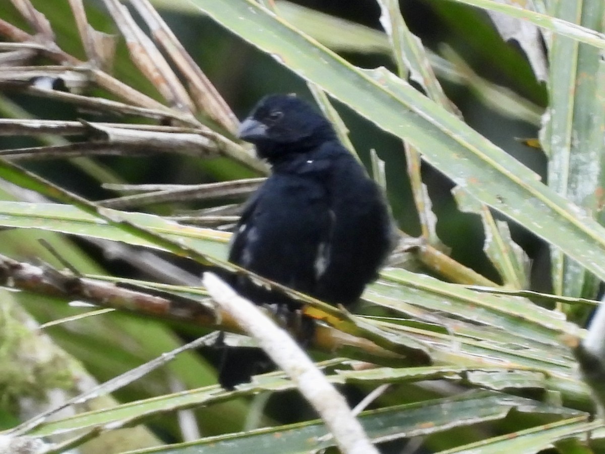 Variable Seedeater - ML645107645