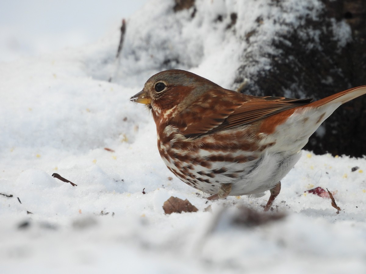 Fox Sparrow - ML645107661