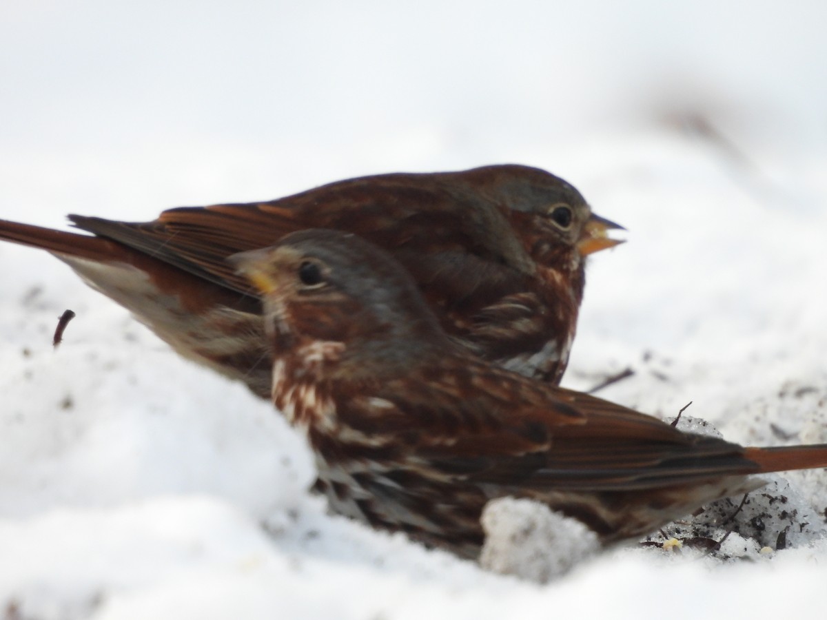 Fox Sparrow - ML645107662