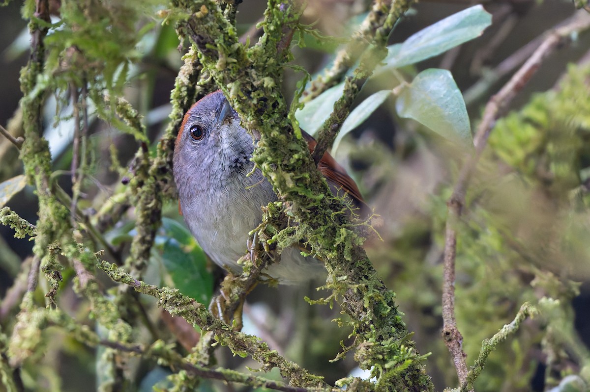 Azara's Spinetail - ML645107668