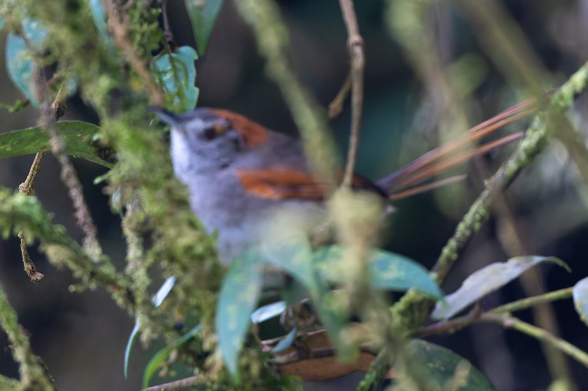 Azara's Spinetail - ML645107670