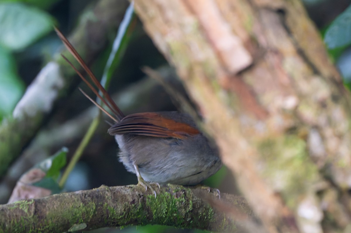 Azara's Spinetail - ML645107673