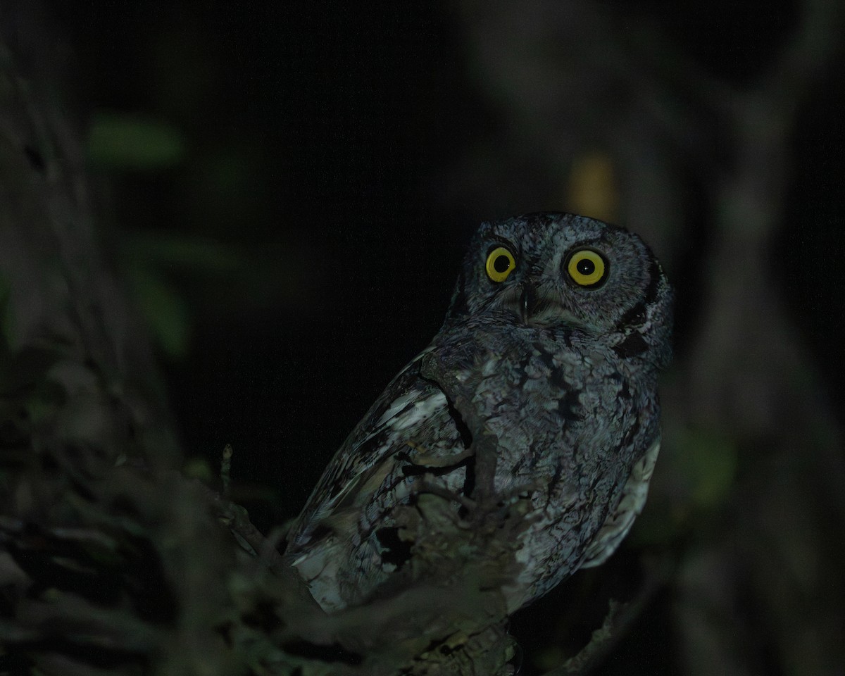 Western Screech-Owl - ML645107674