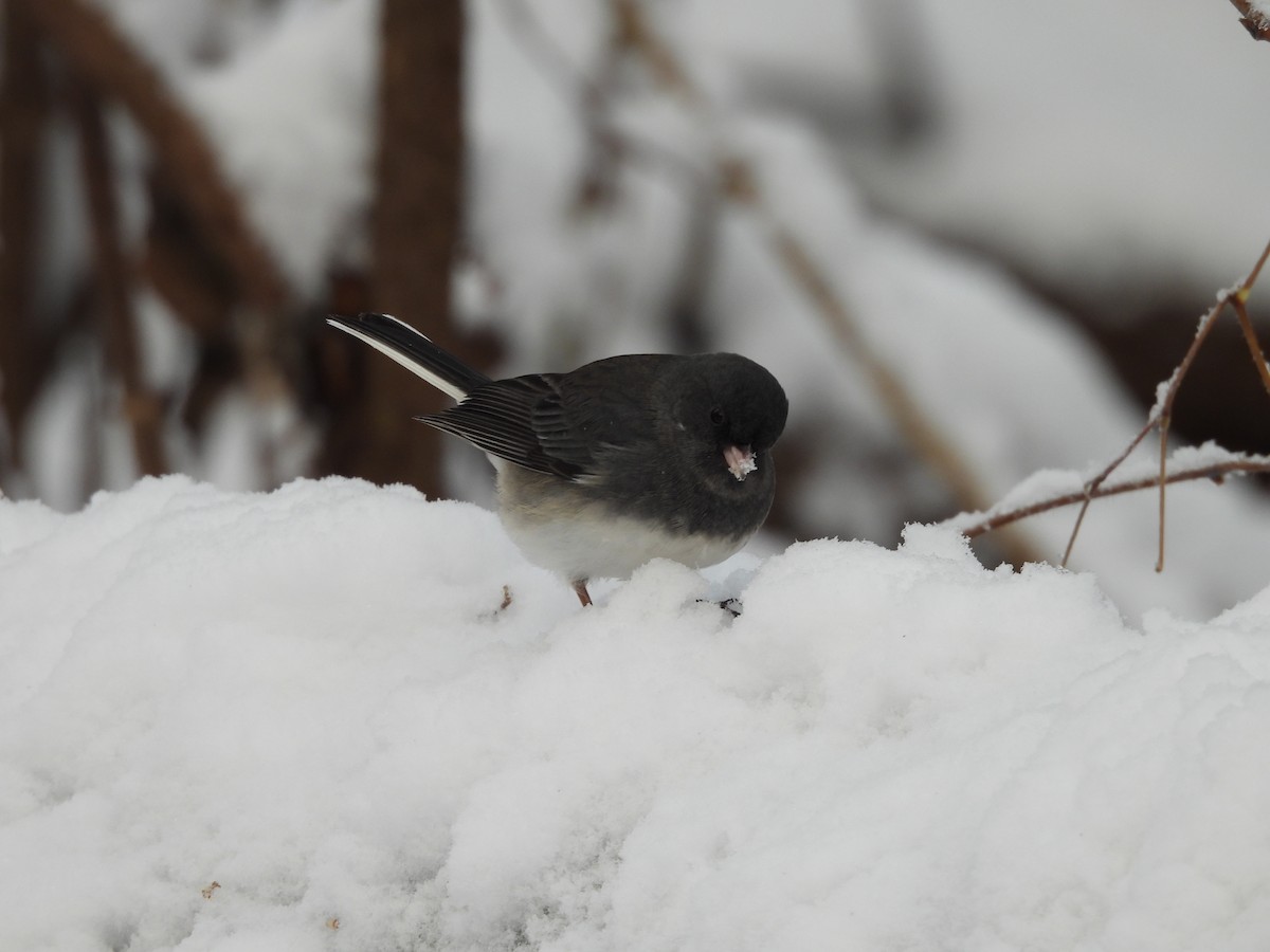 Dark-eyed Junco - ML645107675