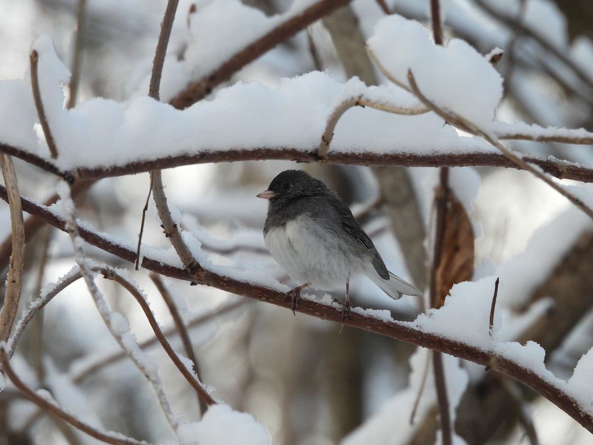 Dark-eyed Junco - ML645107676