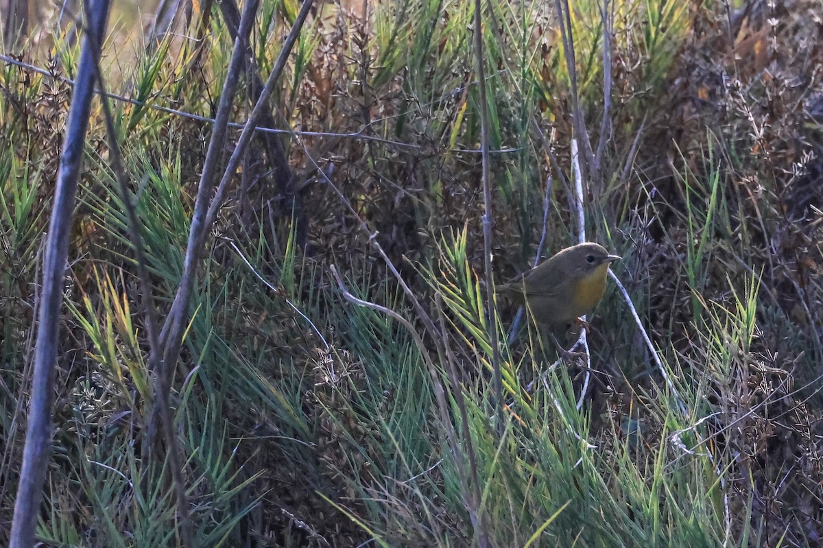 Common Yellowthroat - ML645107679