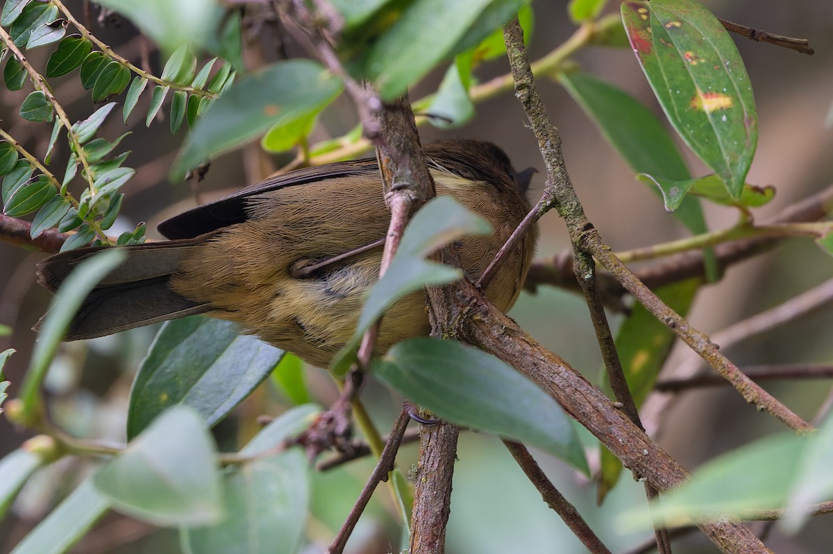 Pinchaflor Flanquiblanco - ML645107680