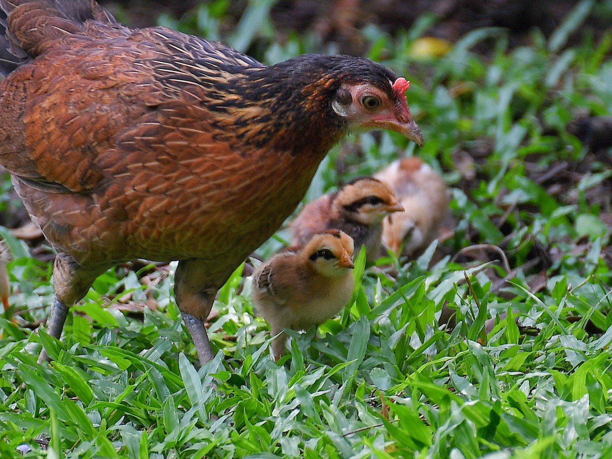 Red Junglefowl (Domestic type) - ML645107685