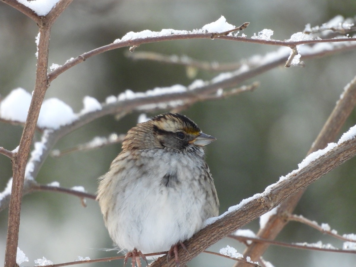 White-throated Sparrow - ML645107688