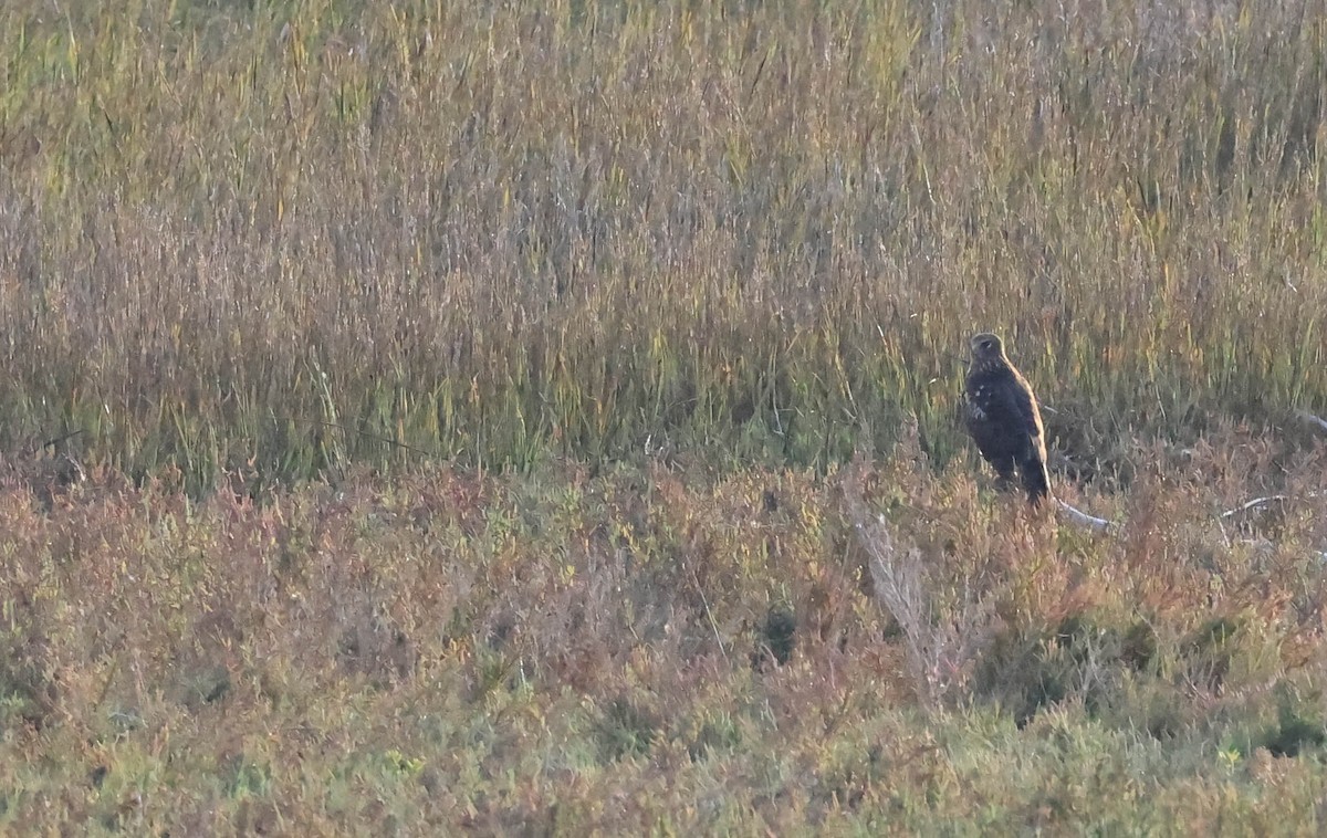 moták severoamerický - ML645107690