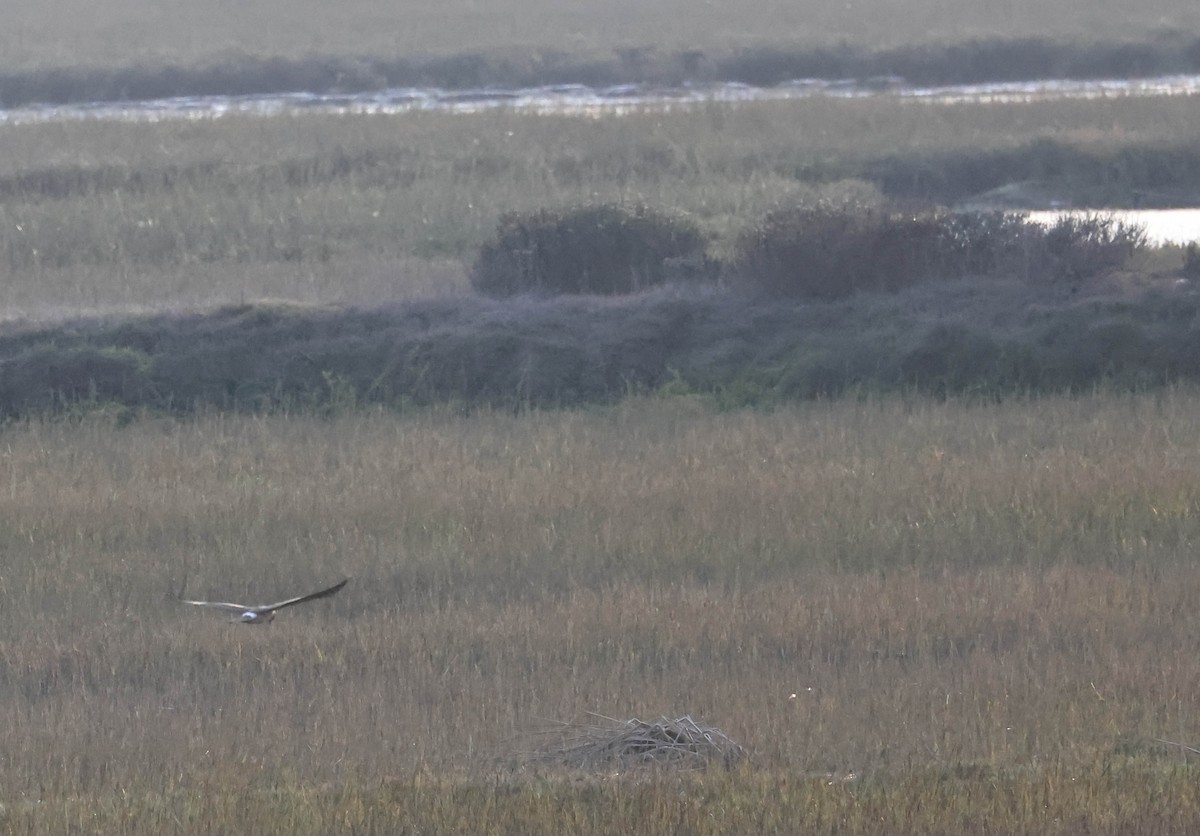 moták severoamerický - ML645107692