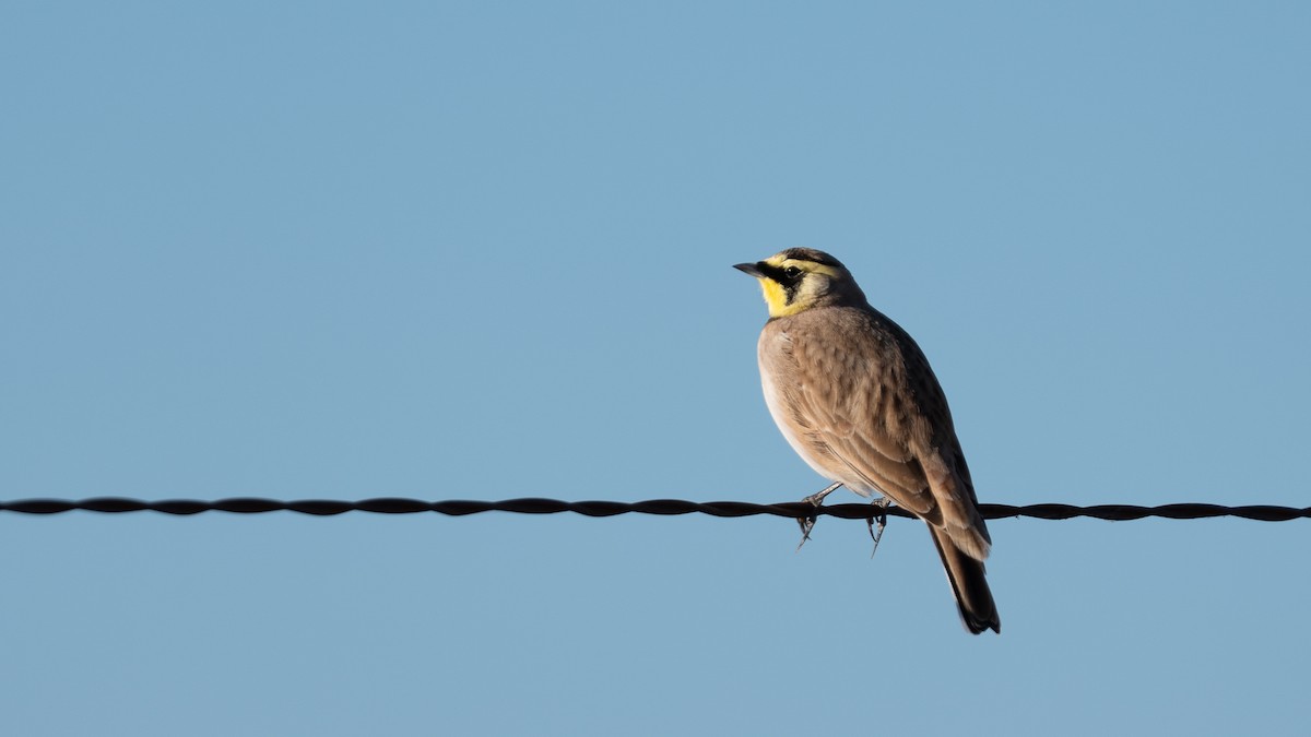 Horned Lark - ML645107699
