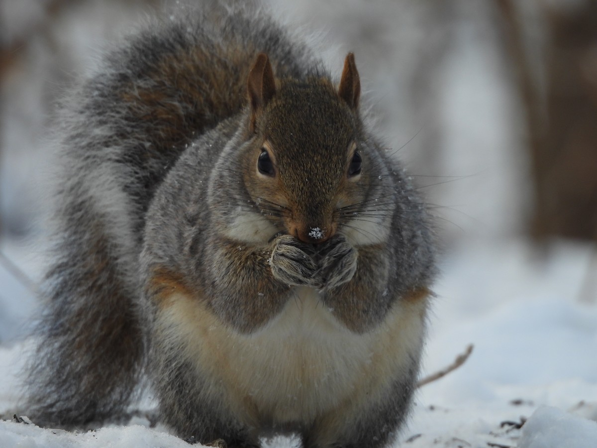 Mammals - ML645107702