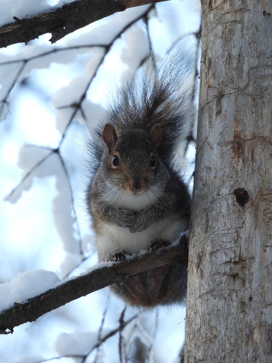 Mammals - ML645107703