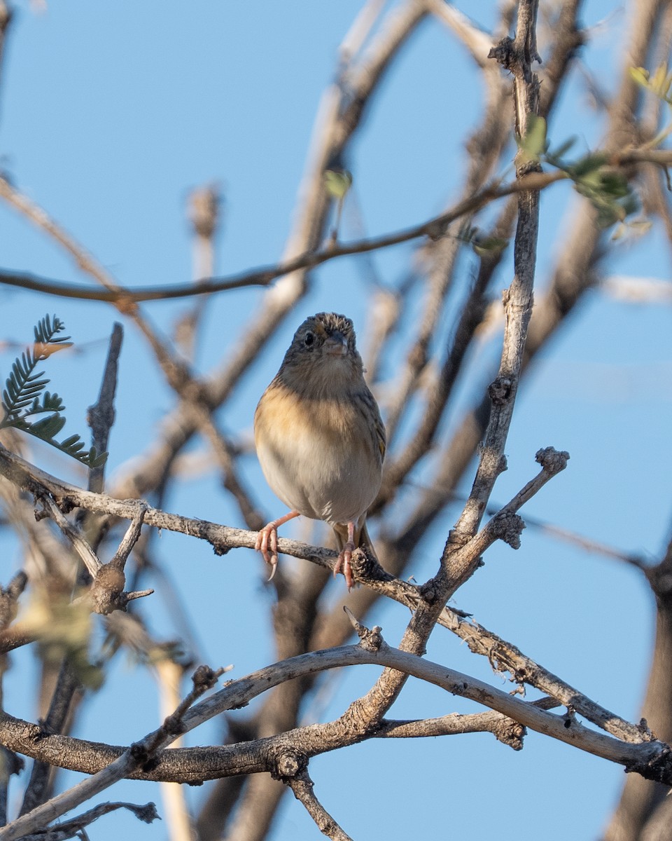 Grasshopper Sparrow - ML645107708