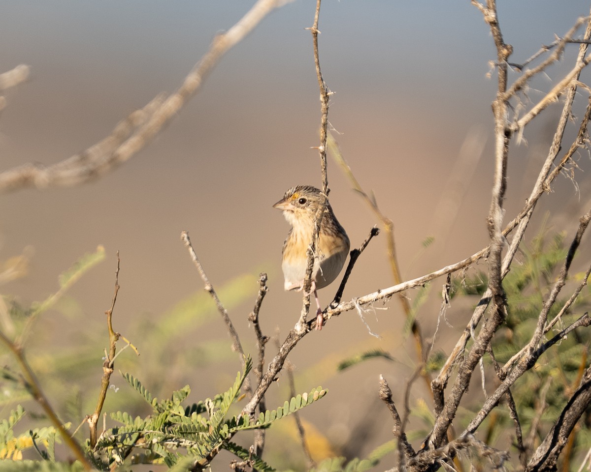 Grasshopper Sparrow - ML645107709