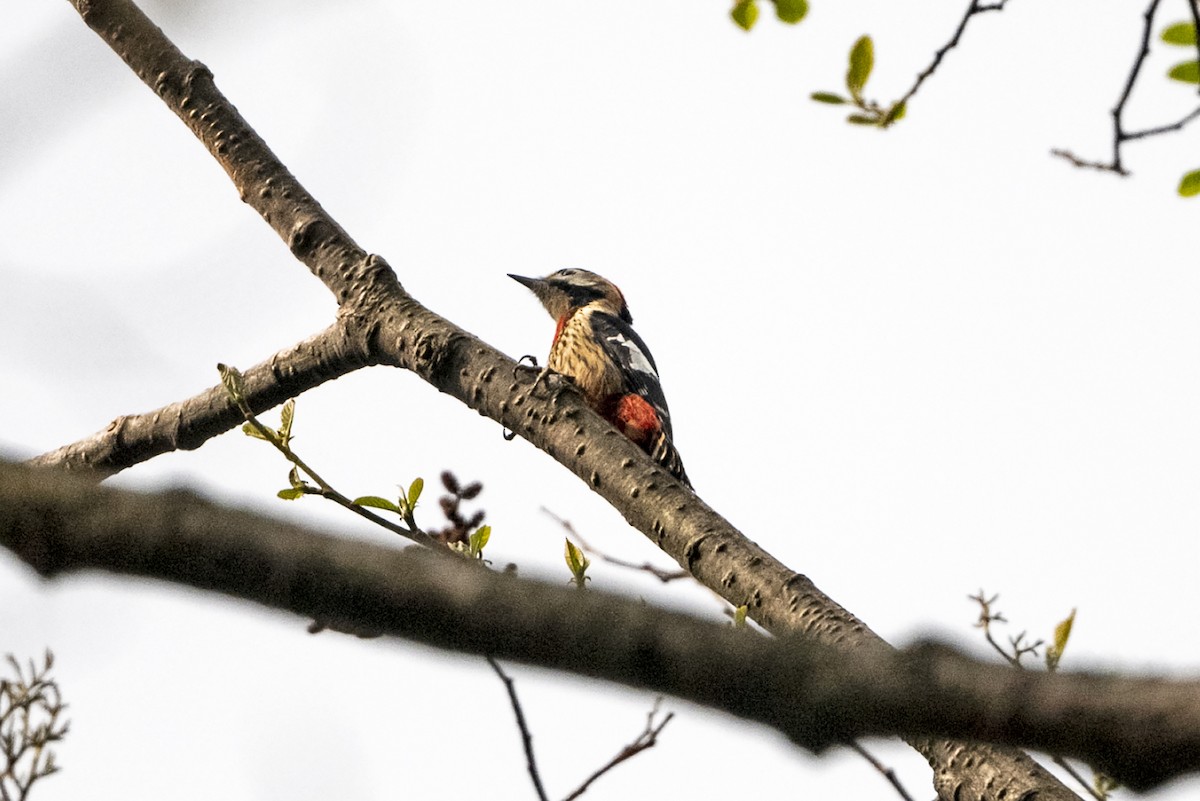 Necklaced Woodpecker - ML645107716