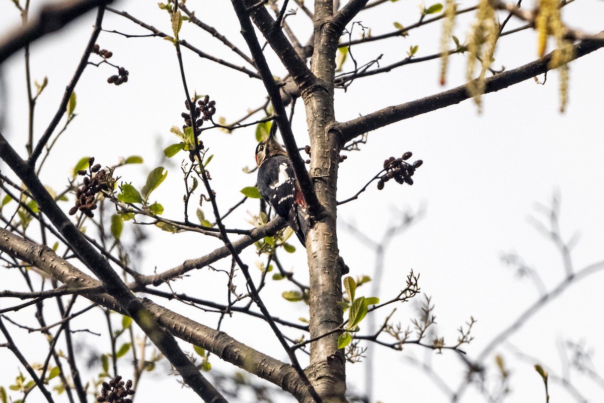 Necklaced Woodpecker - ML645107717