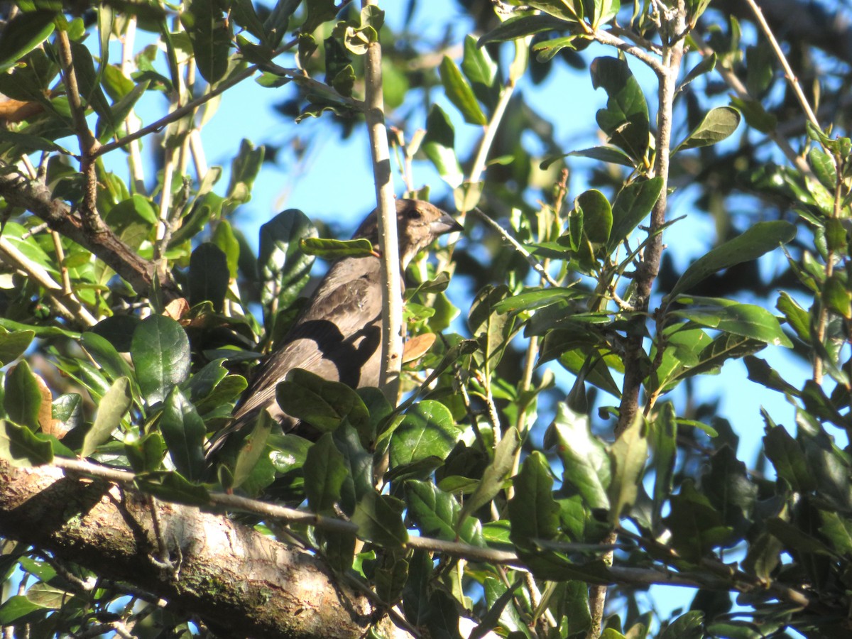 brunhodetrupial - ML645107718