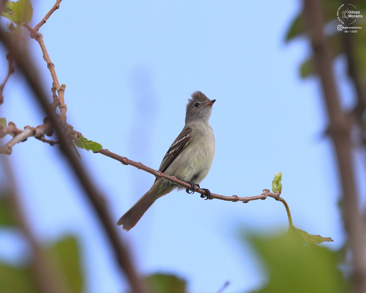 Yellow-bellied Elaenia - ML645107722