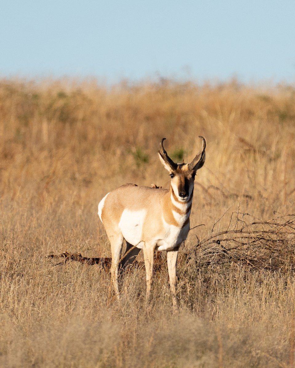American Pronghorn - ML645107723