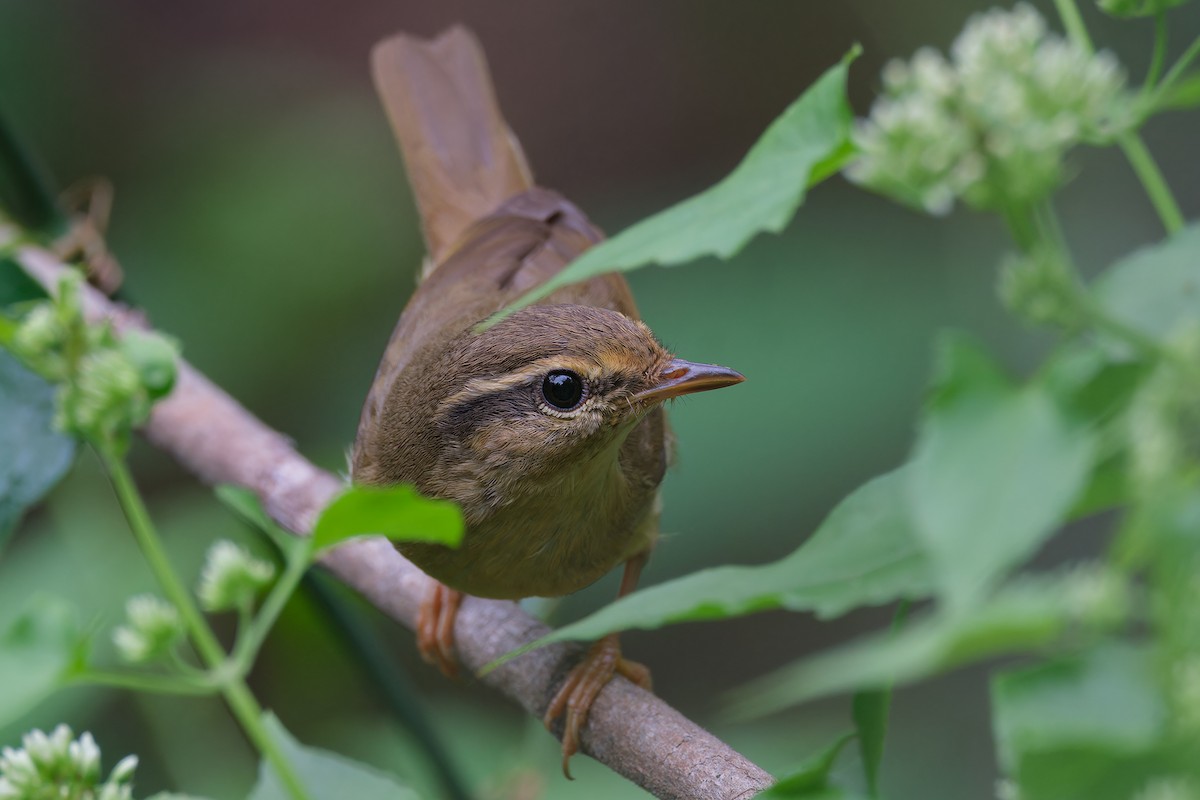 Radde's Warbler - ML645107735