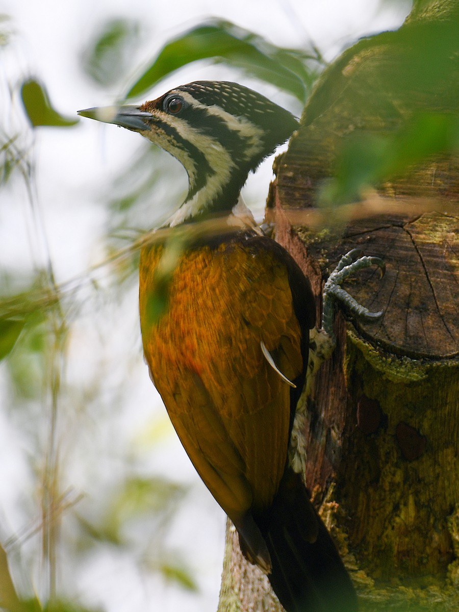 Common Flameback - ML645107738