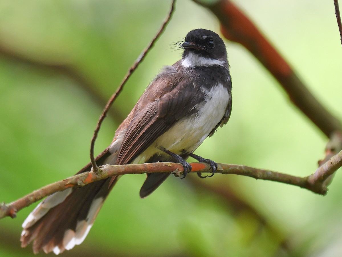 Malaysian Pied-Fantail - ML645107760