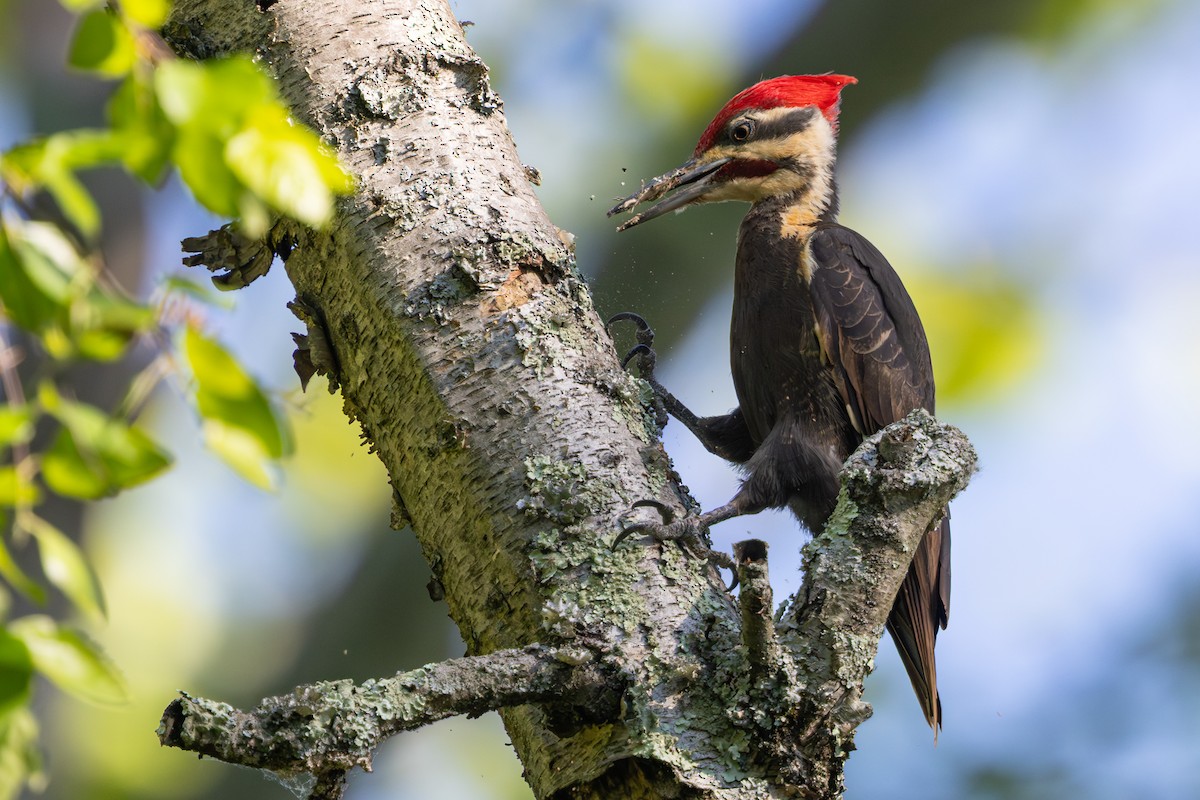 datel chocholatý - ML645107762
