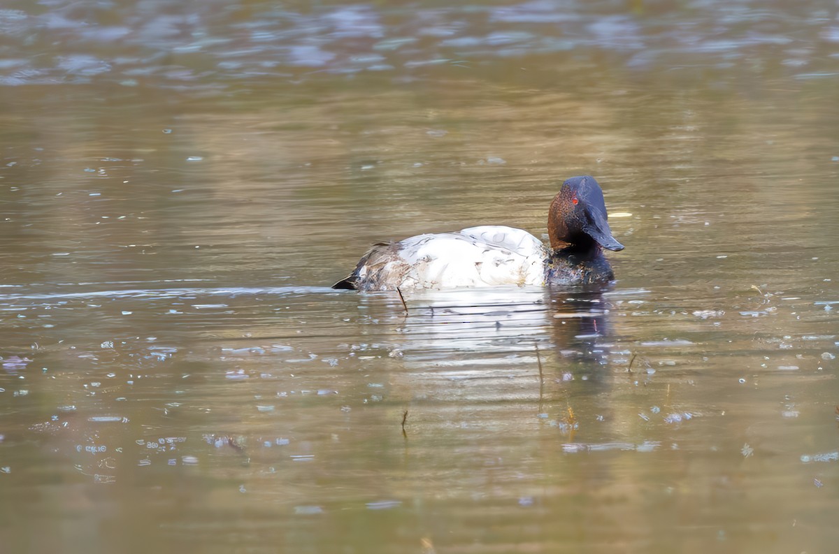 Büyük Elmabaş - ML645107763