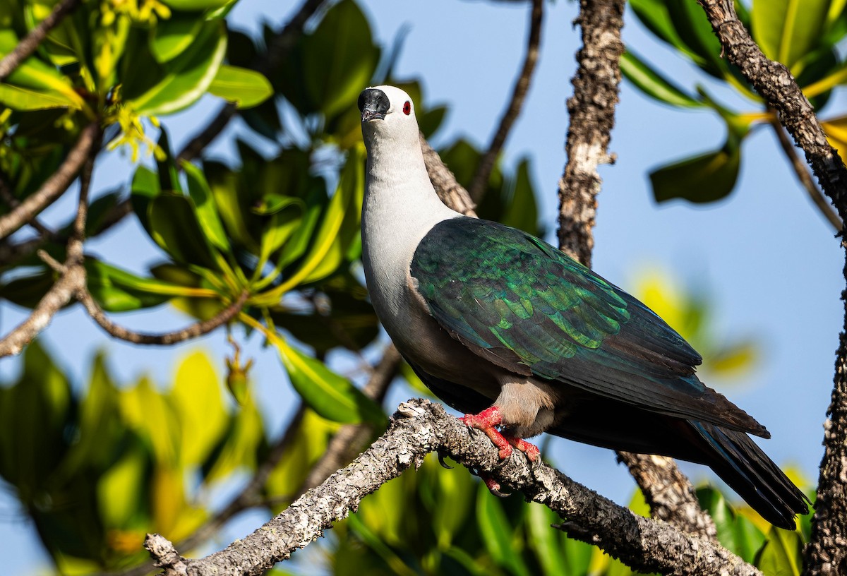 Пінон смарагдовий - ML645107767