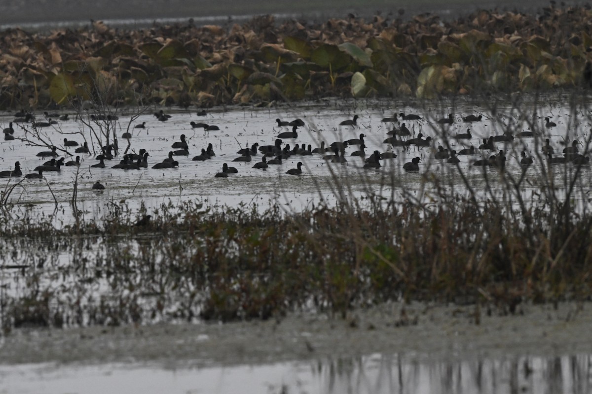American Coot - ML645107768