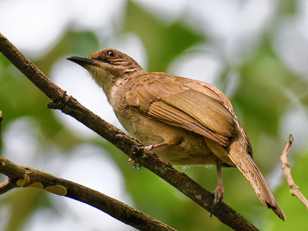 Olive-winged Bulbul - ML645107778