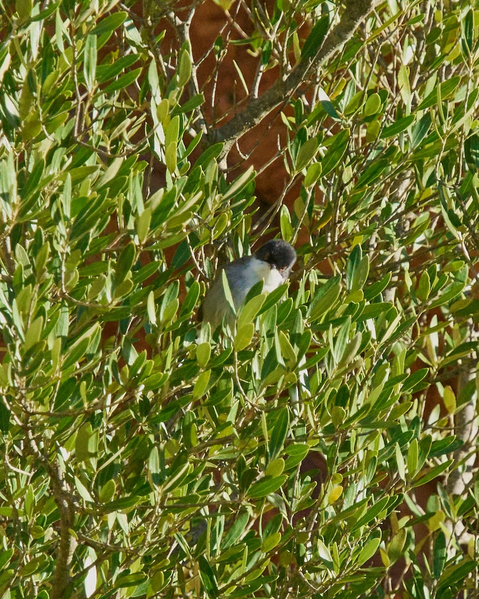 Sardinian Warbler - ML645107780