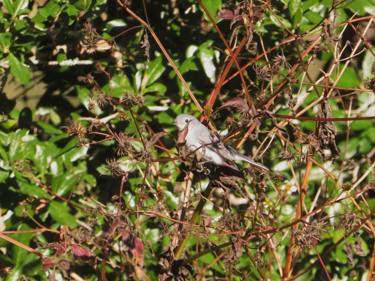 Комароловка сиза - ML645107781