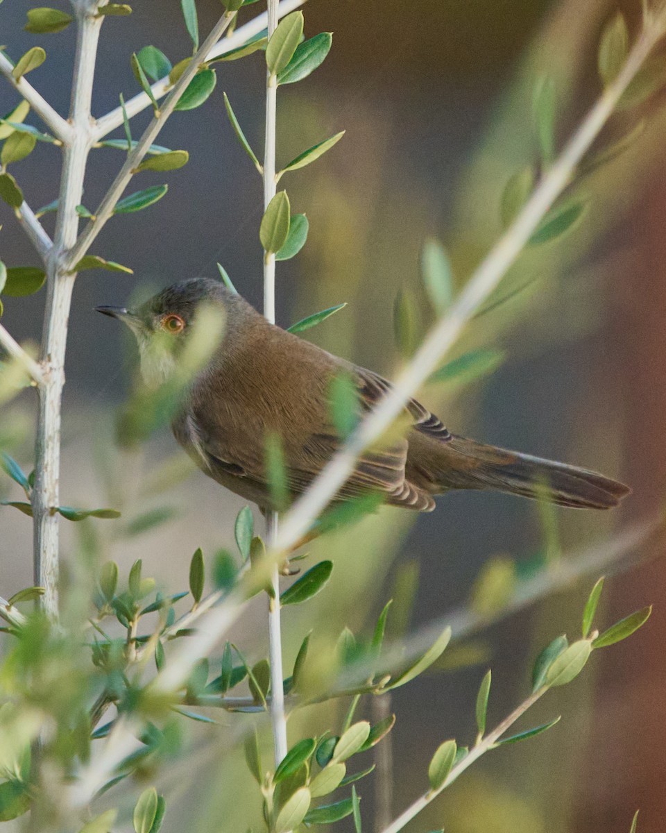 Sardinian Warbler - ML645107787