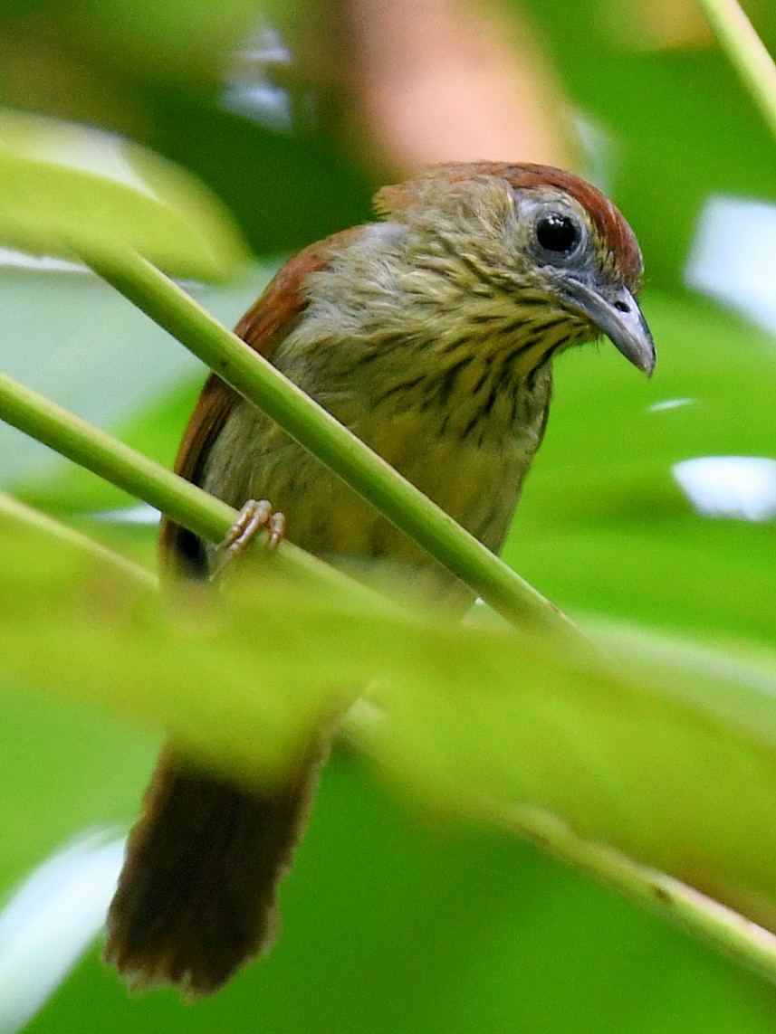 Pin-striped Tit-Babbler - ML645107790