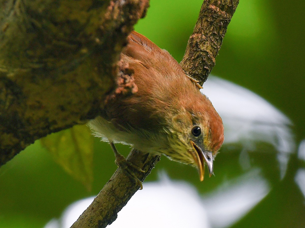 Pin-striped Tit-Babbler - ML645107791