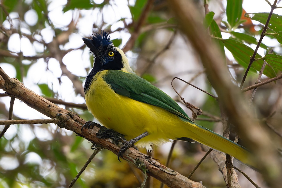 Yeşil Karga [yncas grubu] - ML645107799