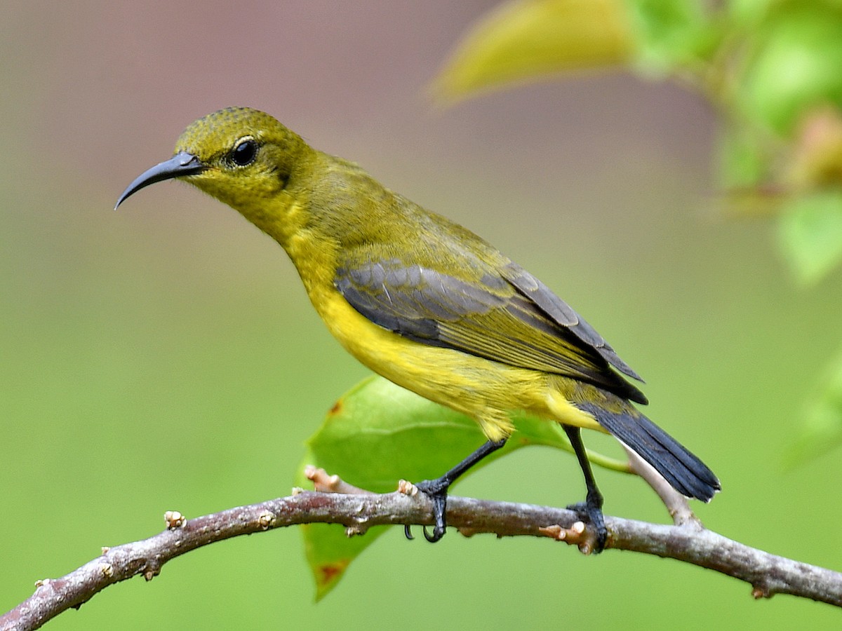 Ornate Sunbird - ML645107800