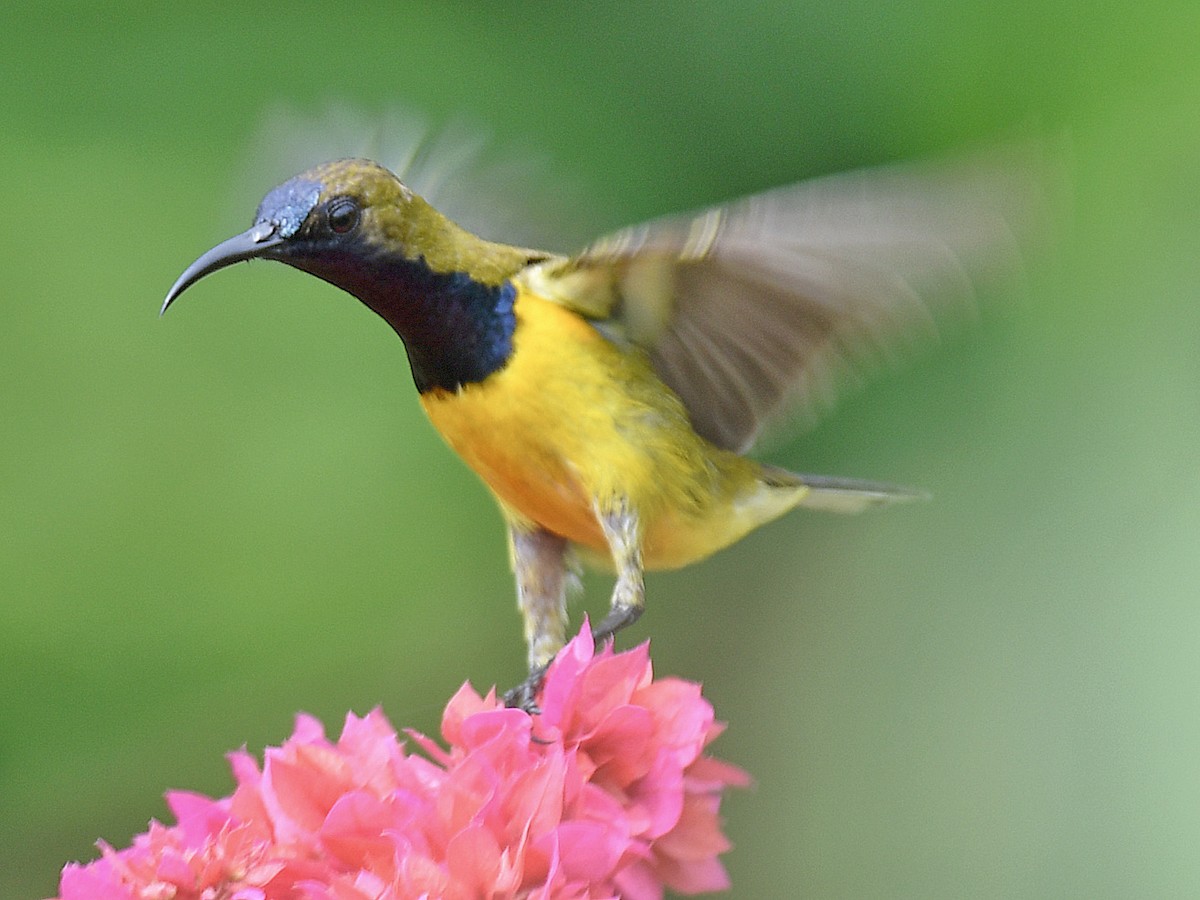 Ornate Sunbird - ML645107801