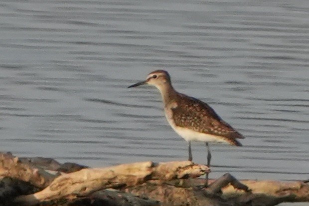 タカブシギ - ML645107804