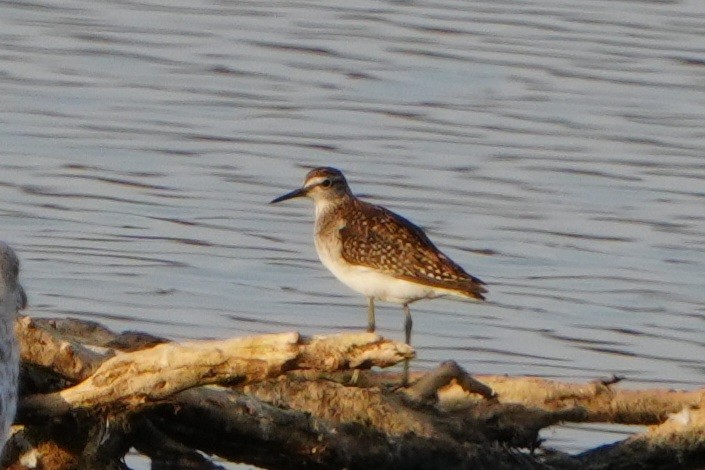 タカブシギ - ML645107805