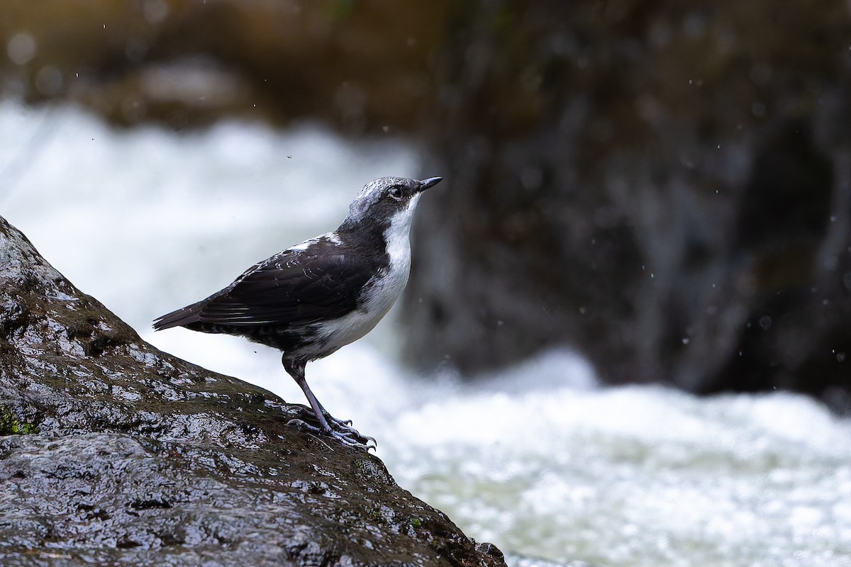 White-capped Dipper - ML645107807