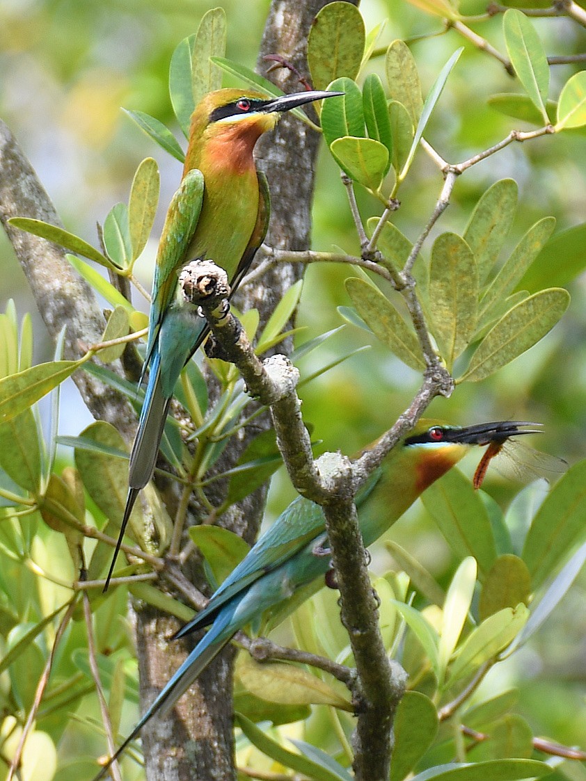 Blue-tailed Bee-eater - ML645107809