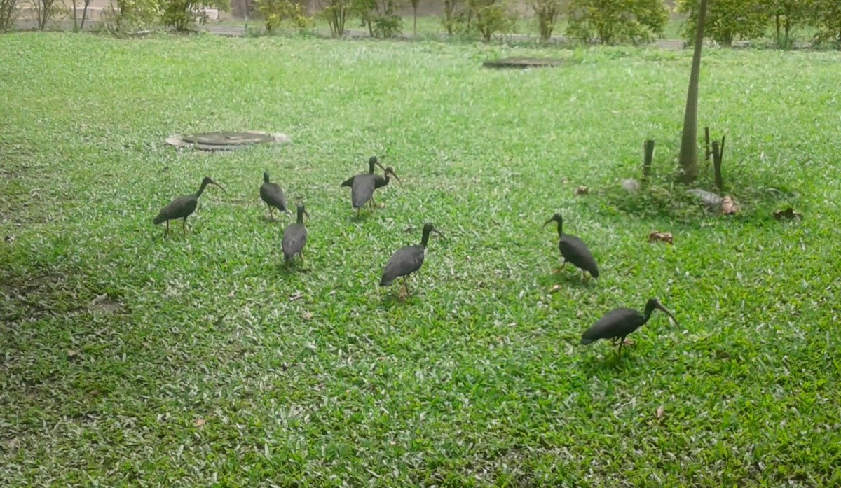 Ibis Afeitado - ML645107856