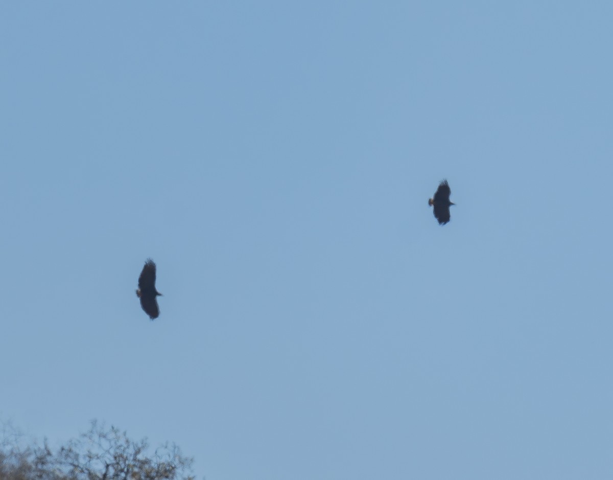 Buse solitaire - ML645107878