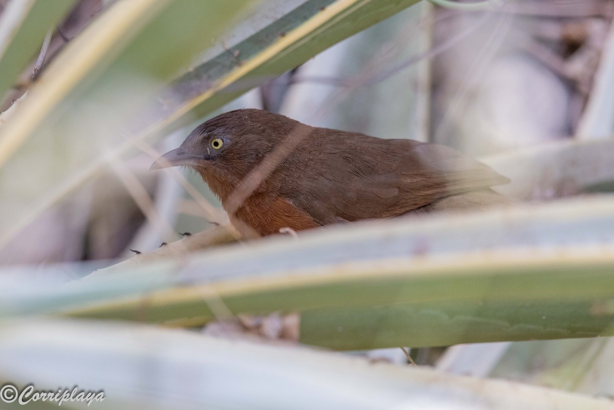 Rufous Chatterer - ML645107891